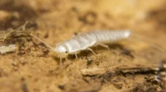 Vage - mali bijeli insekti u kadi